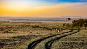 Wildlife in Africa