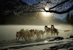 Alaska Iditarod