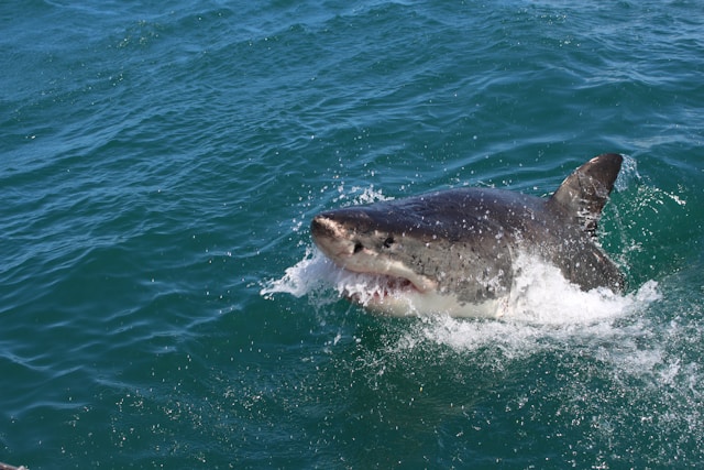 Why the White Shark is the Most Terrifying Shark?