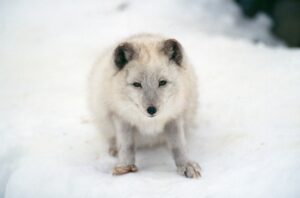 Artic Wolf in the Canadian High Arctic