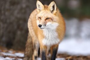 Artic Fox in Nunavut, Canada