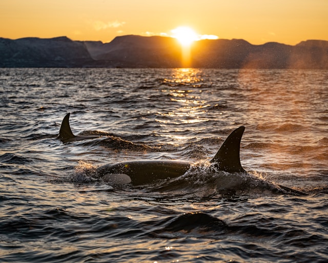 10 Fascinating Facts About Orcas: You Need To Know Them!
