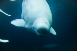 Beluga in Franz Josef Land, Russia