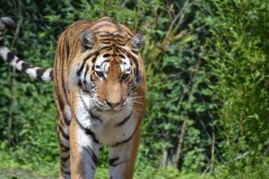 Bengal Tiger in India