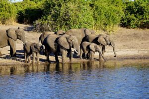 Elephants in Chobe National Park