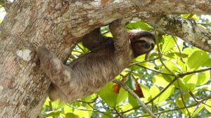 Costa Rica Wildlife