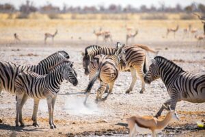 Etosha National Park