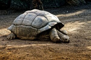 Galapagos Islands Tortoises