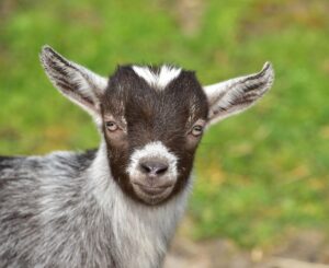 Pygmy Goat