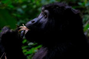 Gorilla