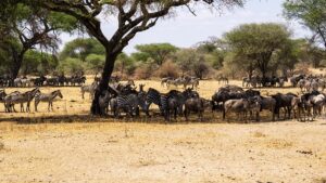 Serengeti Wildlife Migration