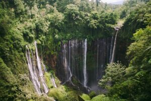 Gunung Leuser National Park