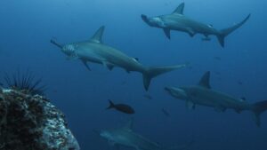 Hammerhead Sharks in the Galapagos Islands