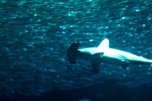 Hammerhead Shark in the Galapagos Islands
