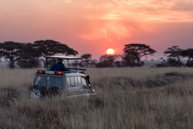 The Best Safari Destinations for an Unforgettable Experience