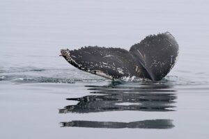 Humpback Whale in Disko Bay, Greenland