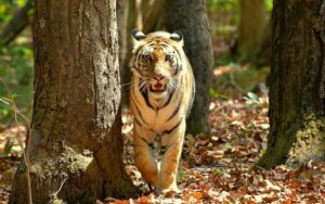 Tiger in Ranthambhore National Park