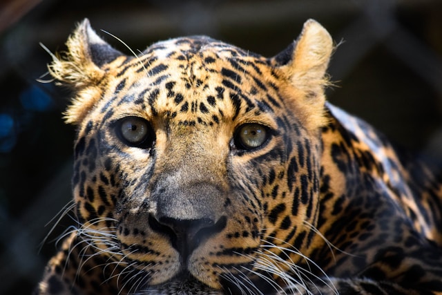 Wildlife Travel Adventures: Bucket List for Nature Lovers