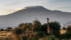 Mount Kilimanjaro Landscape