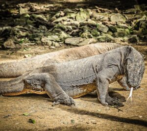 Komodo Dragons in Indonesia