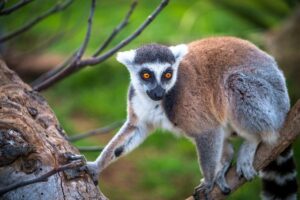 Lemur in Madagascar