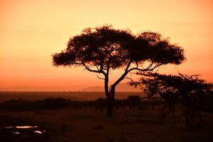 Maasai Mara National Reserve