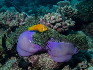 Marine Biodiversity in Egypt