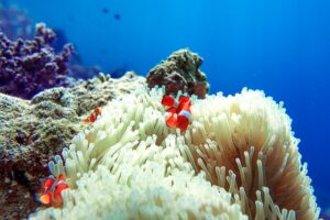 The Great Barrier Reef