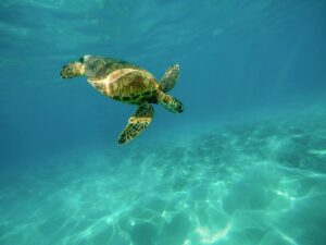 Marine Turtle