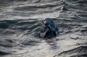 Seal in the Ocean