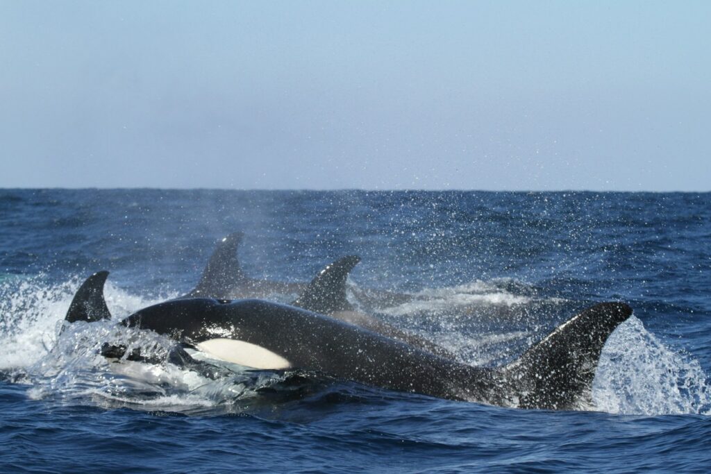 Orcas in Argentina: Majestic Hunters of the Patagonian Coast