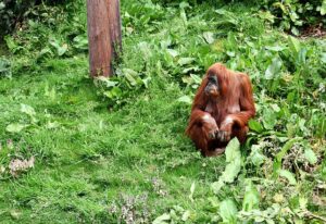 Orangutan in Borneo