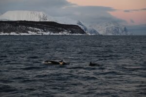 Orcas in Tromsø, Norway