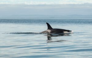 Orca in Patagonia