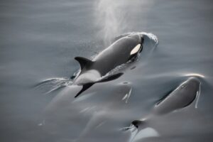 Orcas