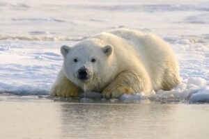 Polar Bear in Churchill, Canada