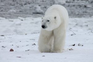 Polar Bear in Churchill, Canada
