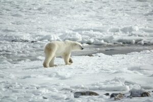 Polar Bear in Svalbard, Norway