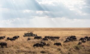 Wildlife in Serengeti National Park