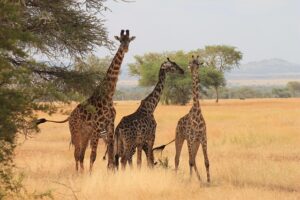 Giraffes in Serengeti National Park