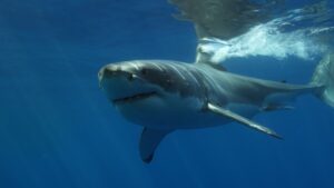 Great White Shark in South Africa
