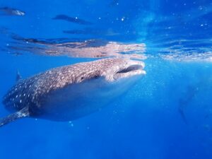 Whale Shark in the Maldives