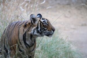 Bengal Tiger in India