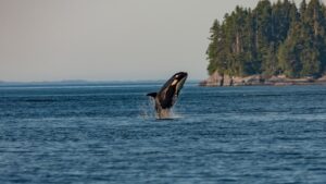 Orca in Vancouver Island