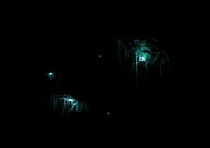 Waitomo Caves