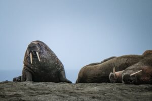 Walruses in Wrangel Island, Russia