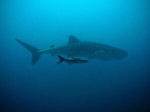Whale Shark in the Maldives