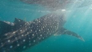 Whale Shark