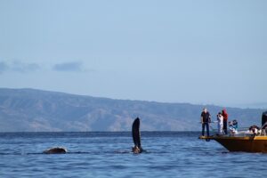 Whale Watching Tour