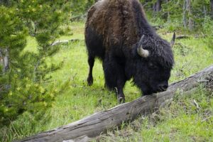 Ox in Yellowstone National Park